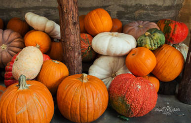 Piles of Pumpkins by StephGabler