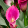 Calla Lily