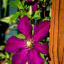 Clematis  Flower