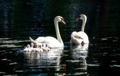 Swan Family