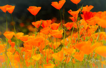 CA Poppies