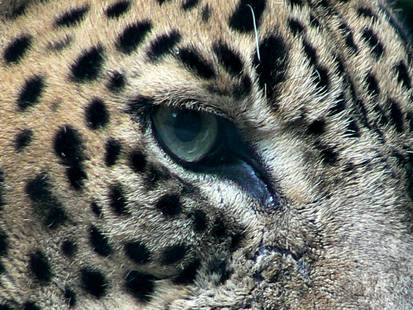 Eye of the jaguar