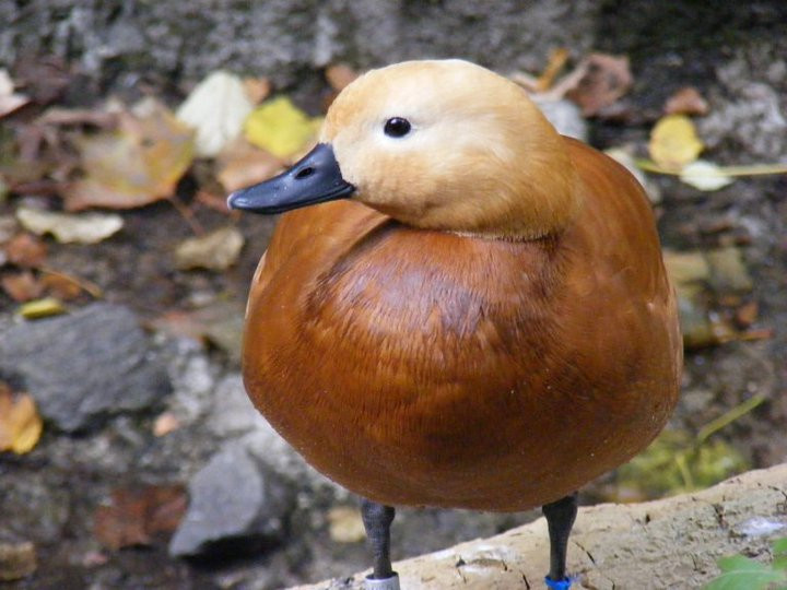 NYC Zoo Duck