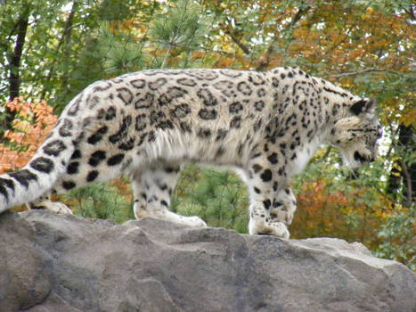 Snow Leopard