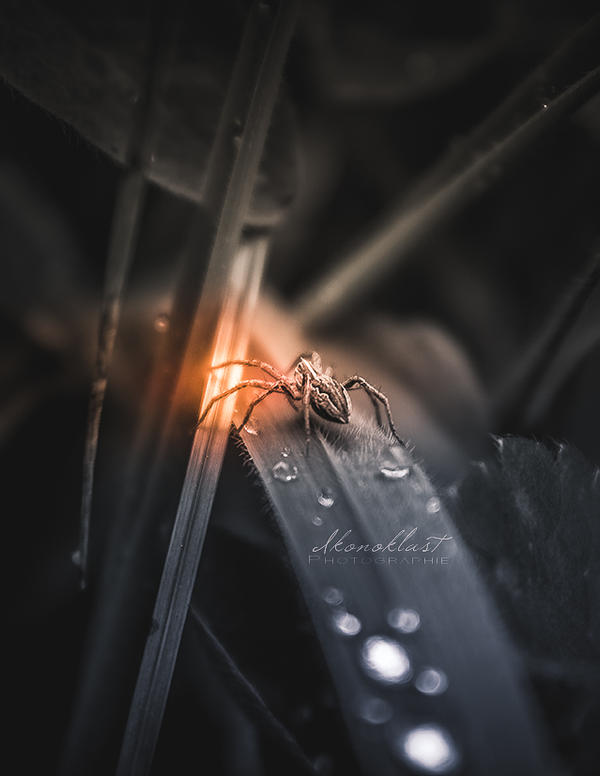 Lueur Nocturne by Ikonokl4st Lueur Nocturne by Ikonokl4st