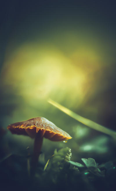 Fongus Autumnus by Ikonokl4st