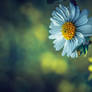 Printemps...