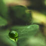 Perles de pluie...