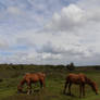 New Forest Ponies