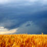 Tempestuous Times for Wheat