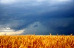 Tempestuous Times for Wheat by Bvilleweatherman