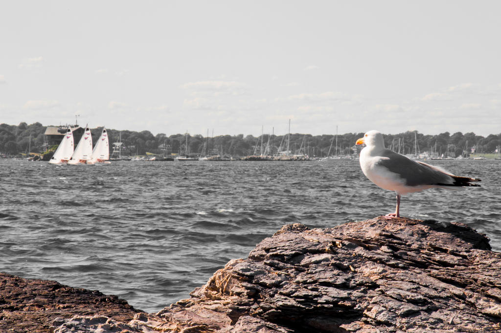 Seagulls and Sailboats