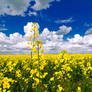 Cumulus Towers and Golden Flowers