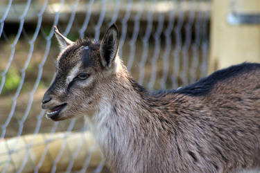 Baby goat 2