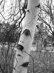 Birch Tree: Latrobe, Pa