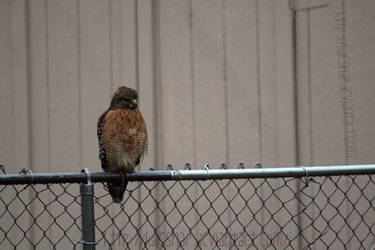 Baby Hawk Fluff