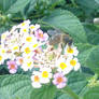 Abeja