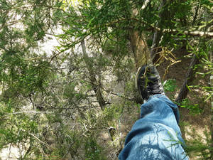 In a Tree