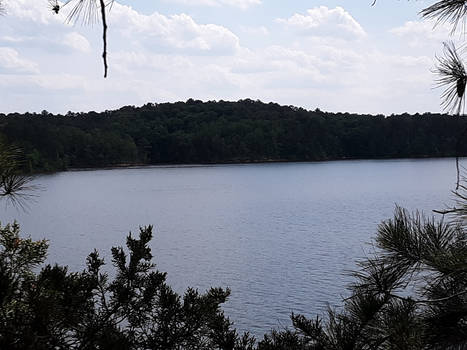 View From a Tree