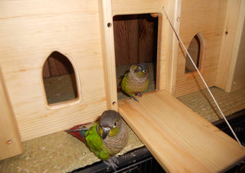 Conure Castle and it's birdie boys by Ponycrazy7597