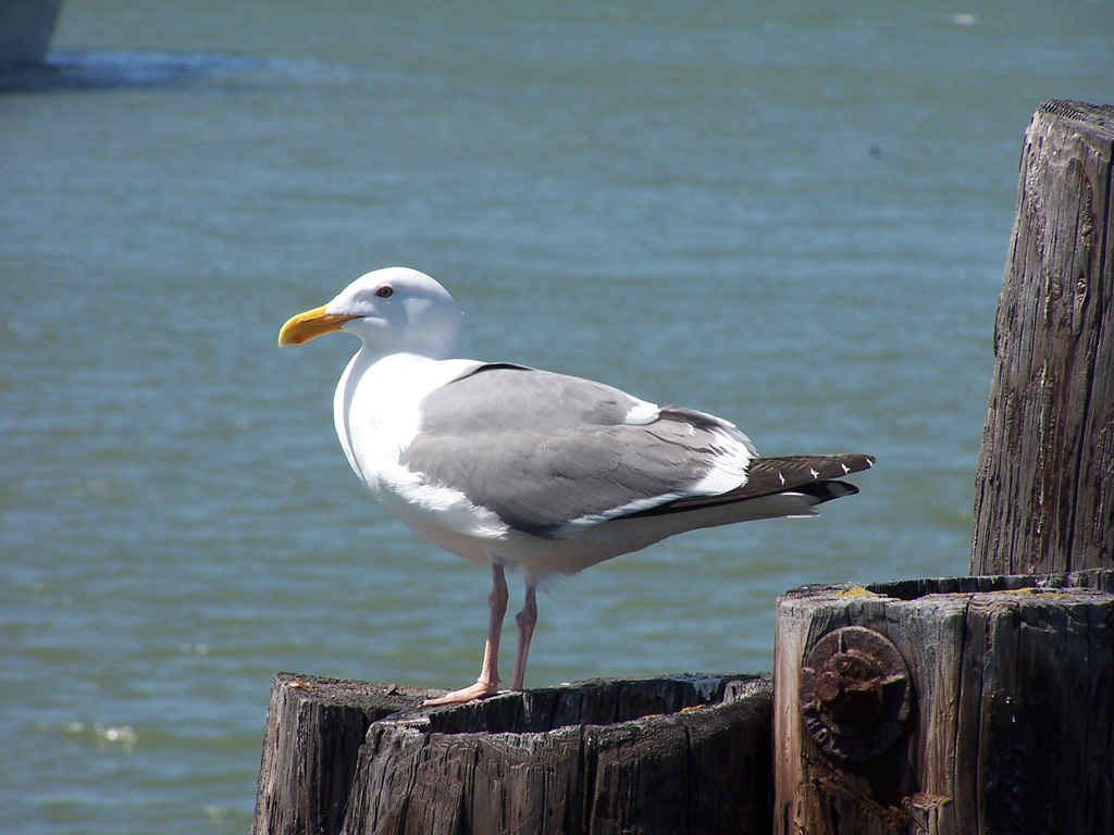 Seagull