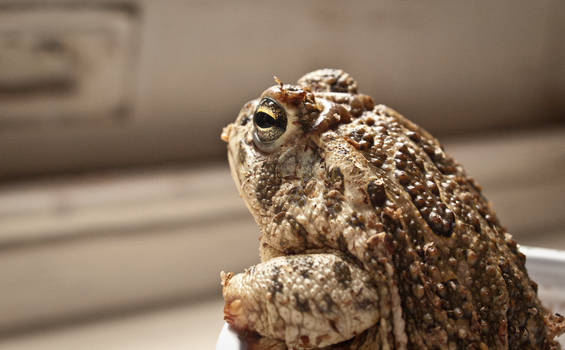 Regal Toad