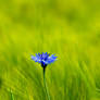 Cornflower