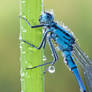 Damselfly