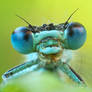 Damselfly 3