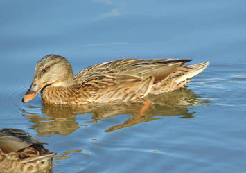 Mallard duck