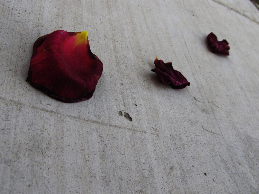 the fallen petals