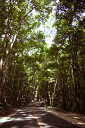 The Bohol Man-made Forest