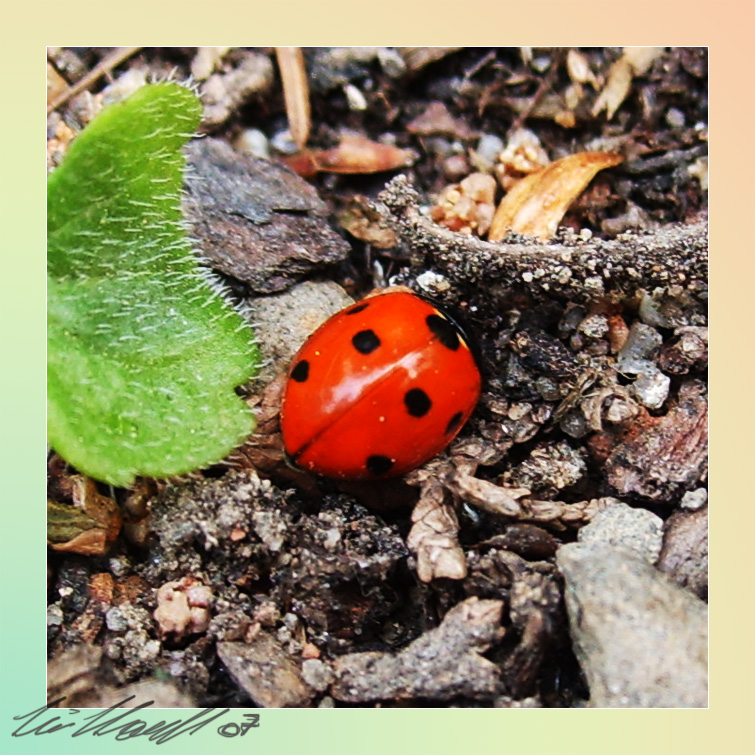 ladybug reincarnation