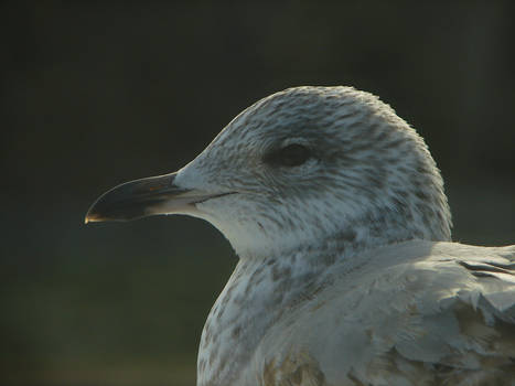 Seagull