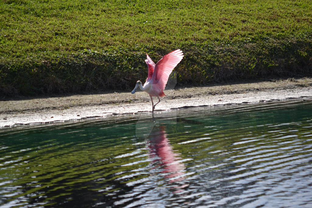 Spoonbill by SuperDaddySenpai on DeviantArt