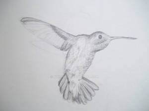 Hummingbird