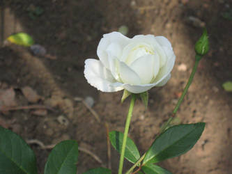 White Rose