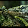 Monitor Lizard