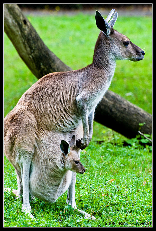 Kangaroo with Joey