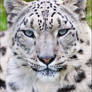 Snow leopard