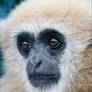 The Lar Gibbon