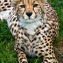 Cheetah..
