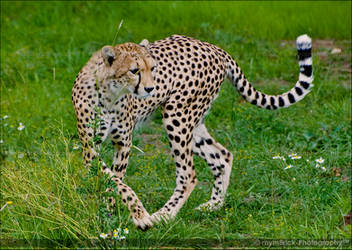 Cheetah 0058s