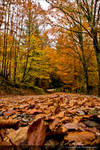 Autumn 0408o by Haywood-Photography
