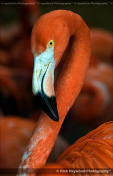 Oh Pretty Flamingo 1069j