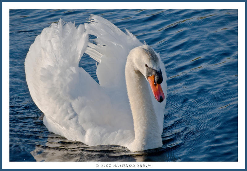 Male Swan or Cob 217-10f
