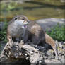 Short-Clawed Otter 222-10f