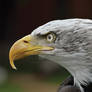 Bald Eagle 283-11o