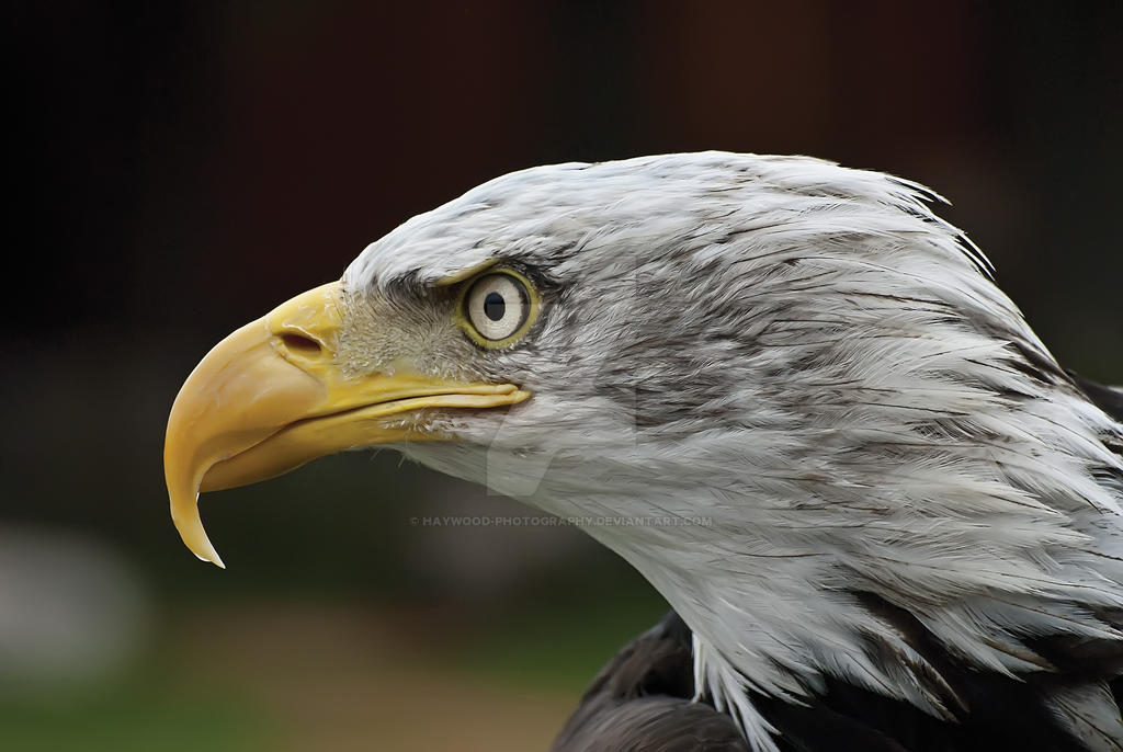 Bald Eagle 283-11o