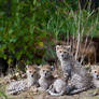 Sudanese Cheetah Cubs 284-11o